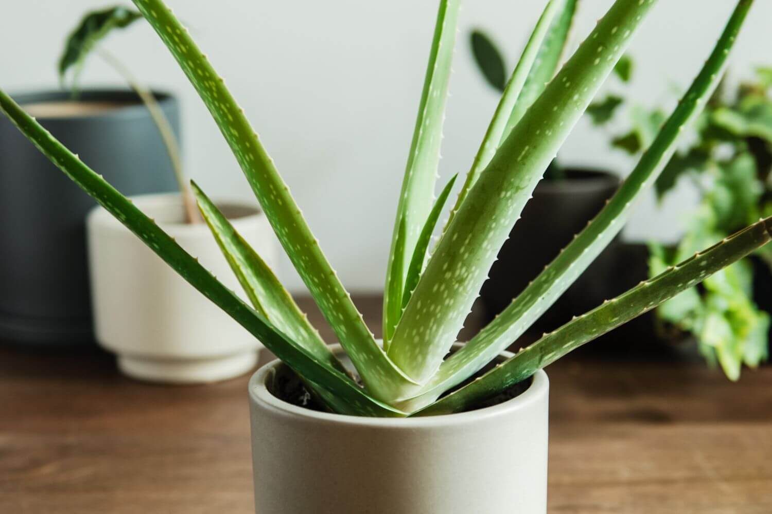 Aloe barbadensis Miller