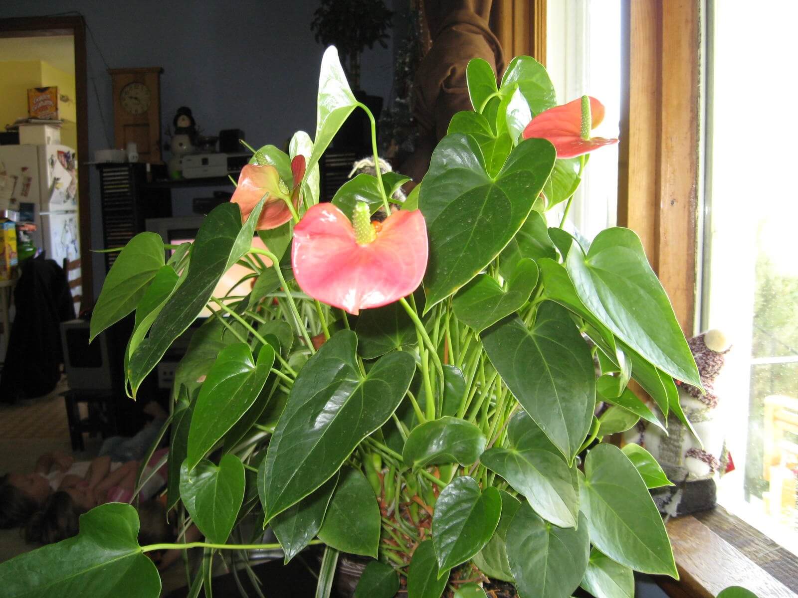 Anthurium andraeanum