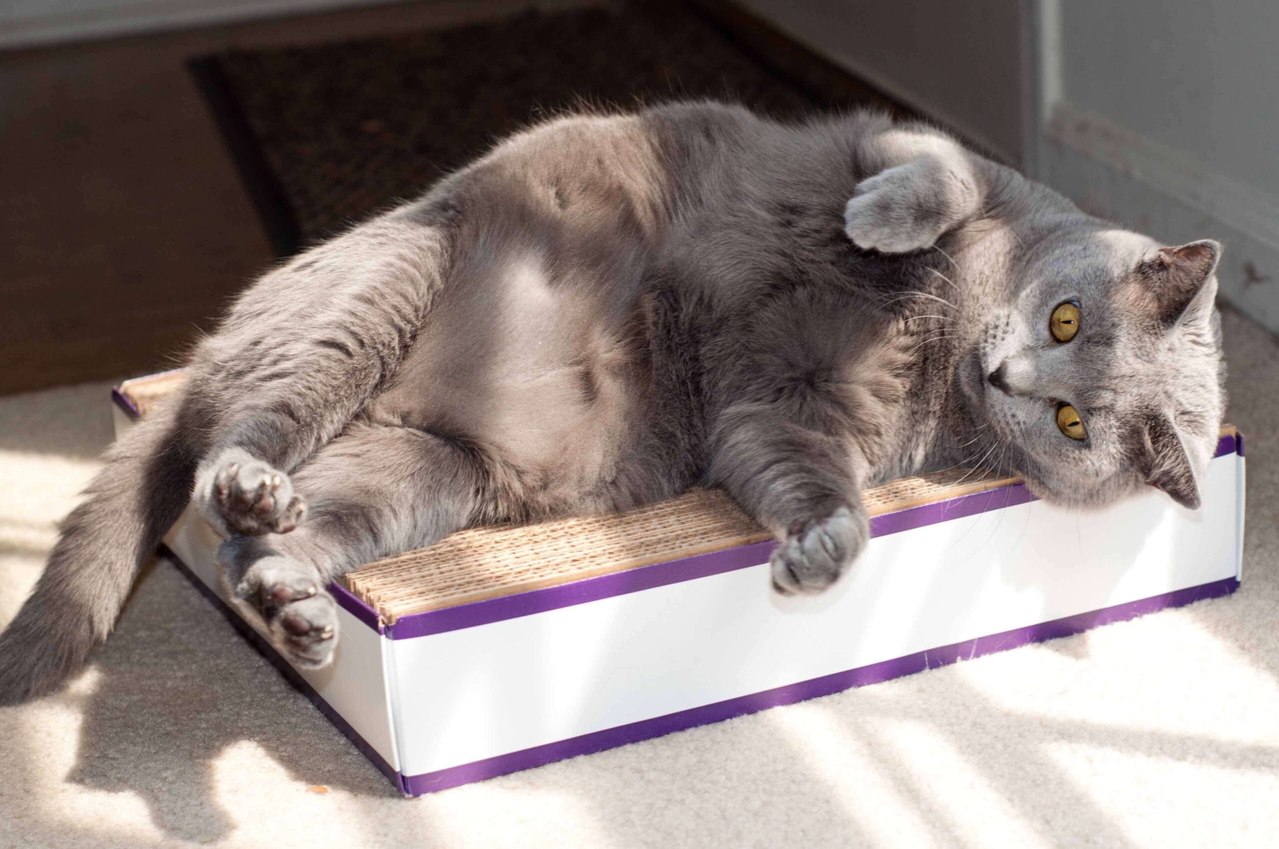 Cardboard Kitty Pad