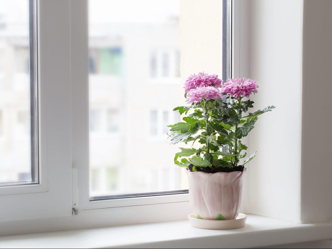 Chrysanthemum morifolium