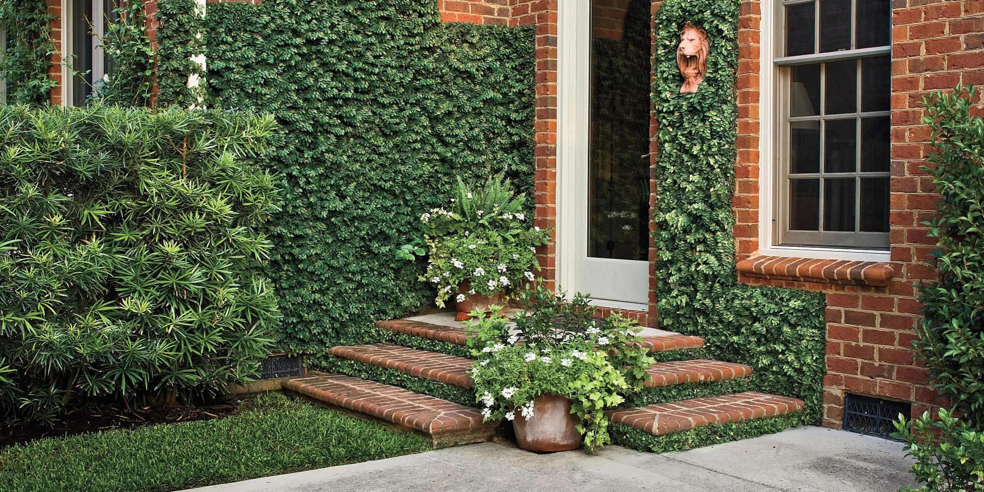 Climbing plants on walls