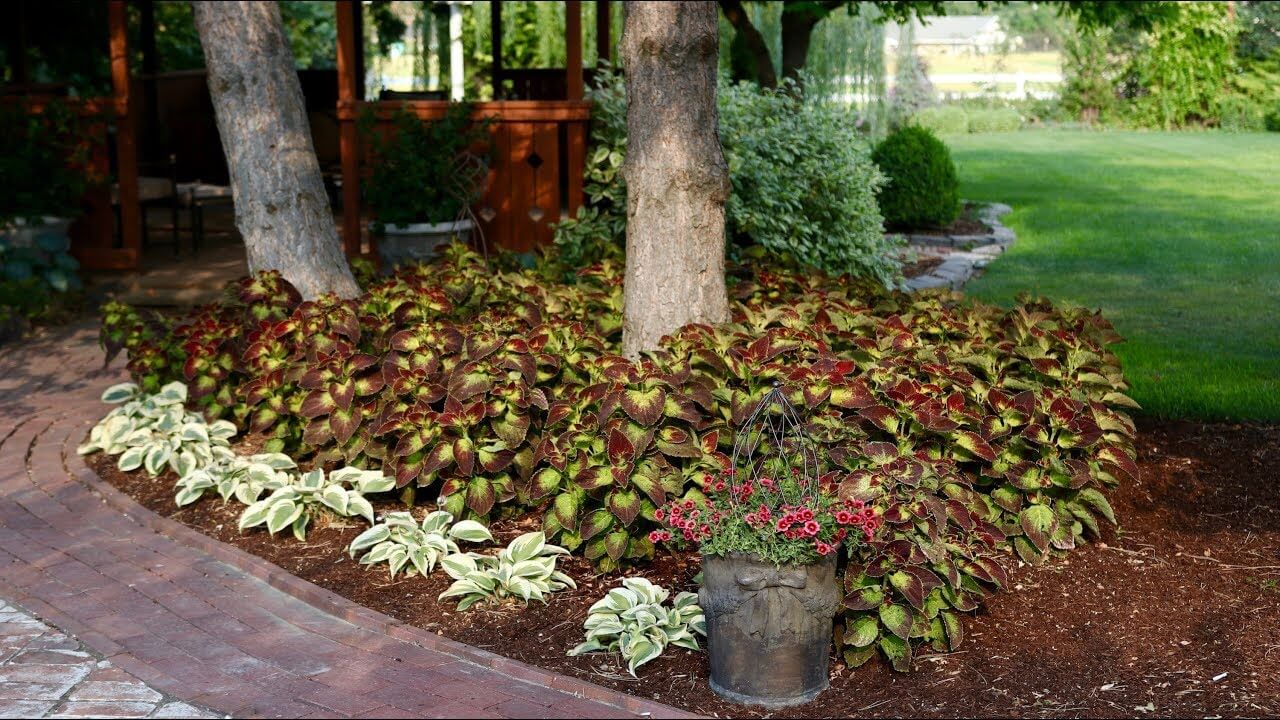 Coleus and hosta flower beds