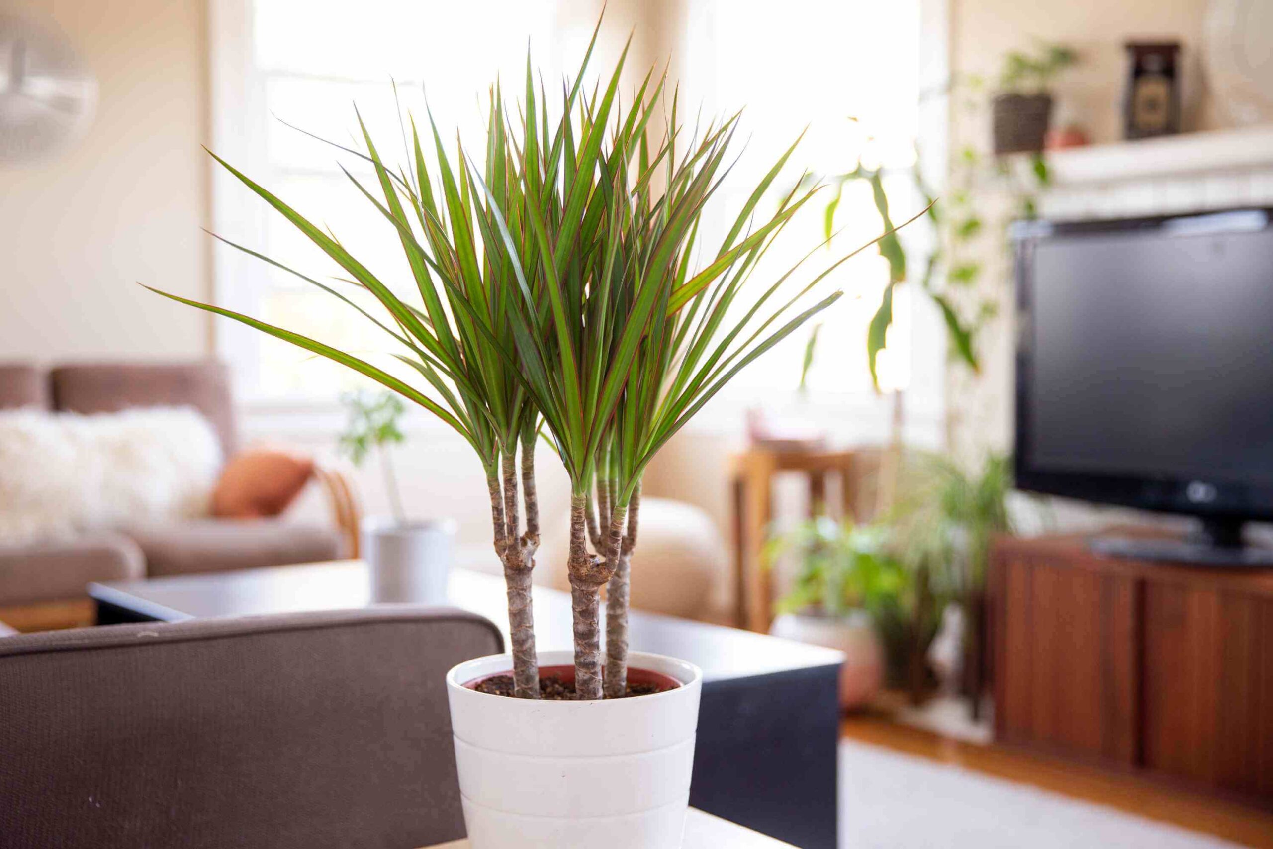 Dracaena marginata