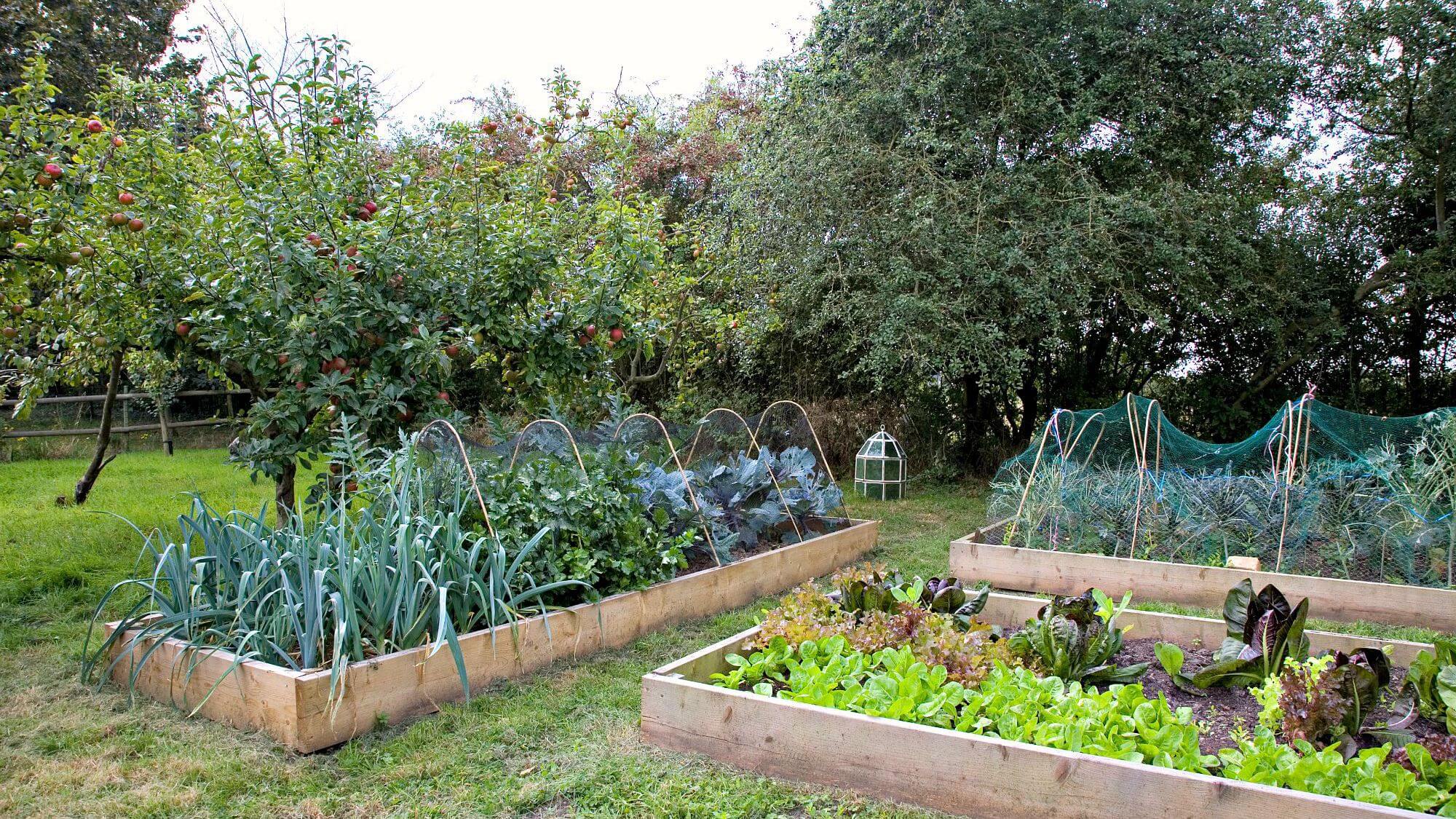 Evergreen garden beds