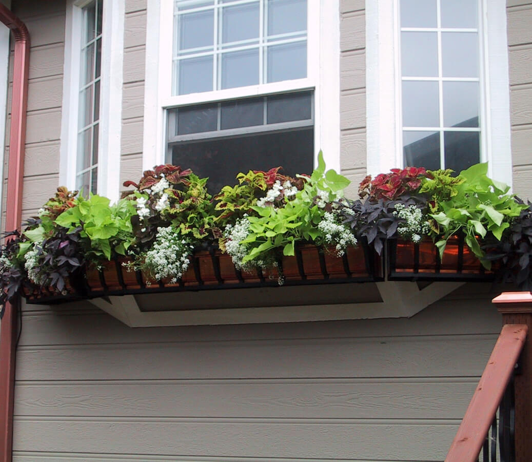 Flower bordered with window boxes