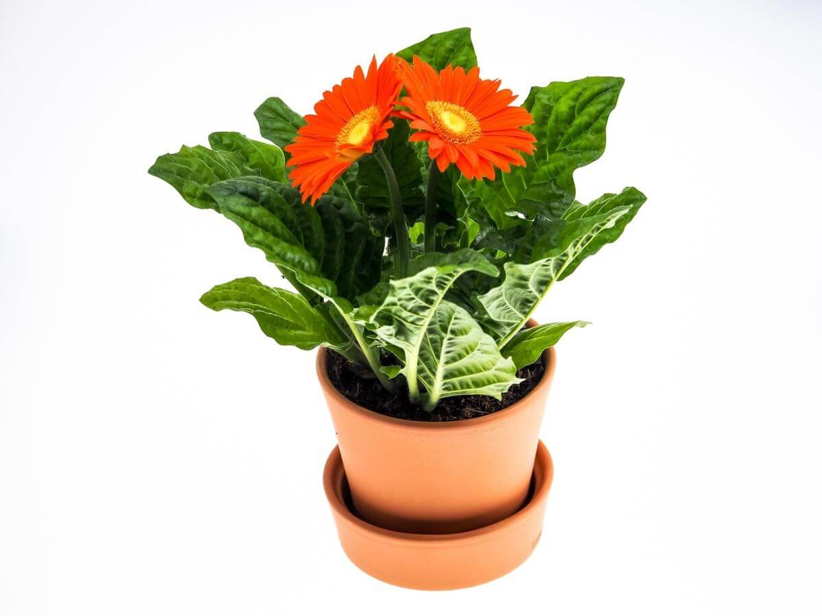 Gerbera jamesonii