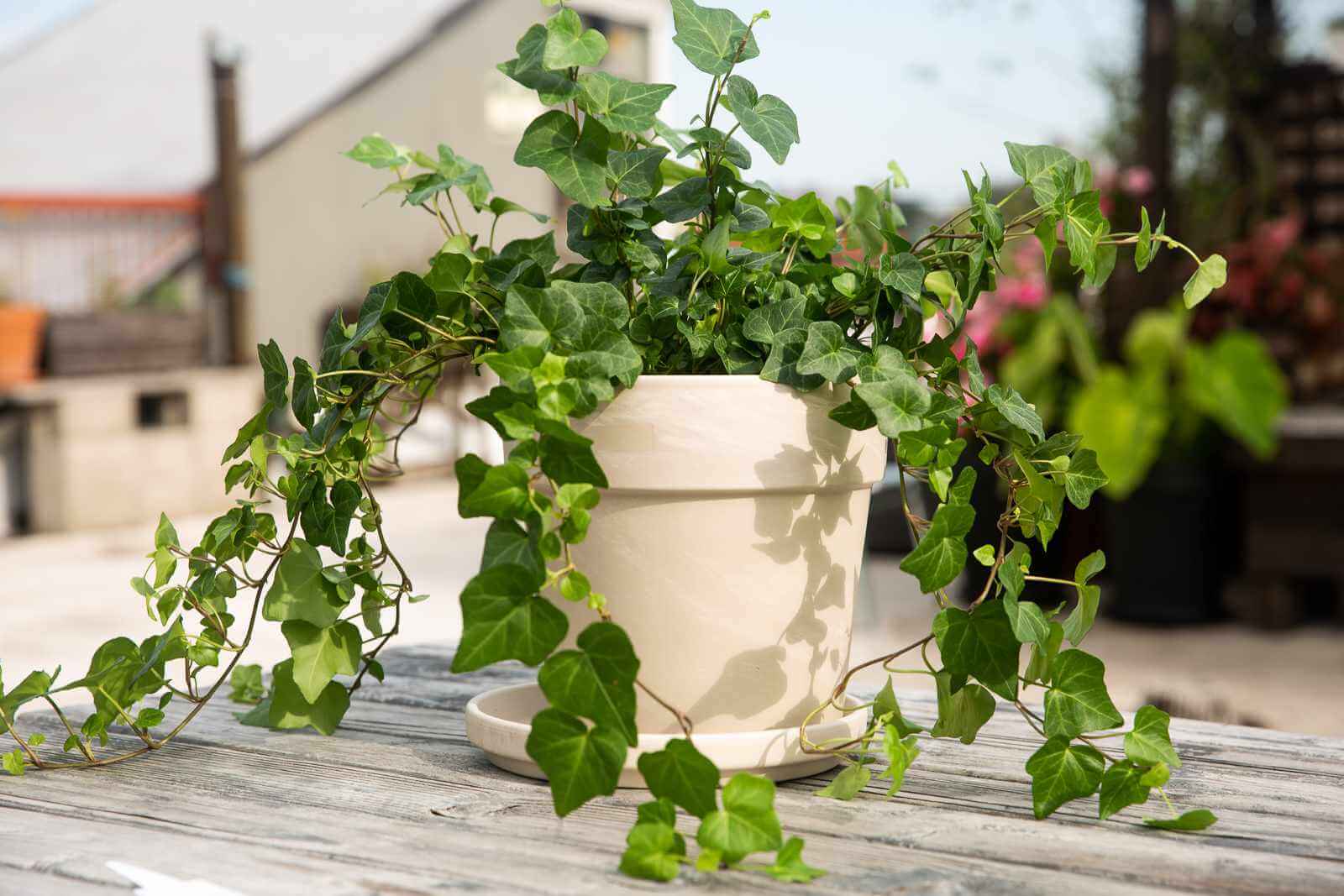 Hedera helix