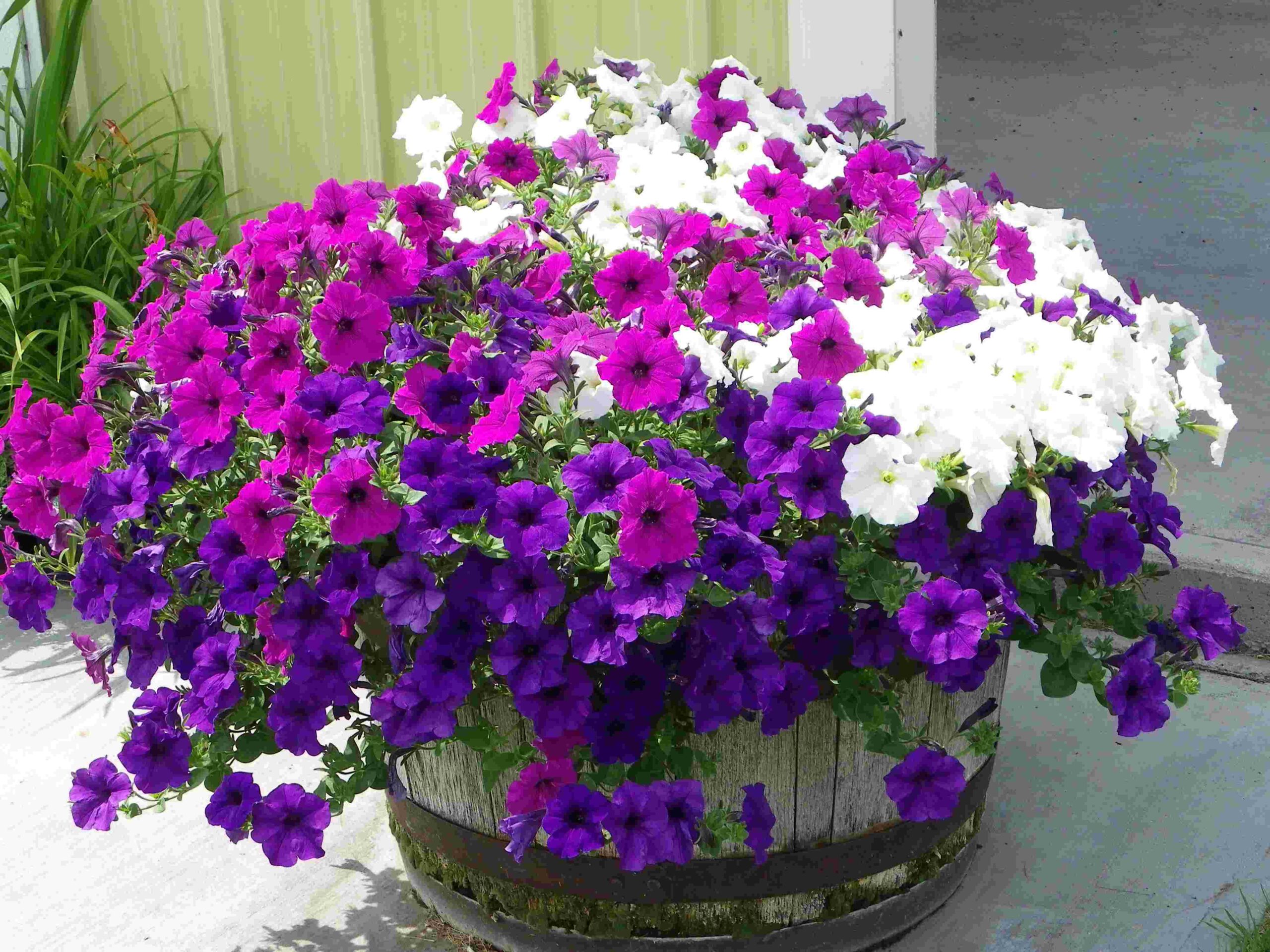 Porch full of petunias