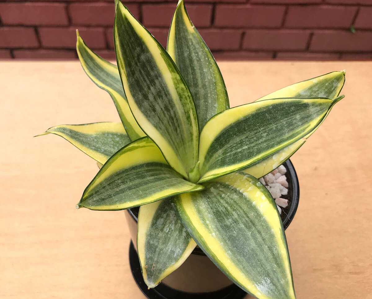 Sansevieria trifasciata