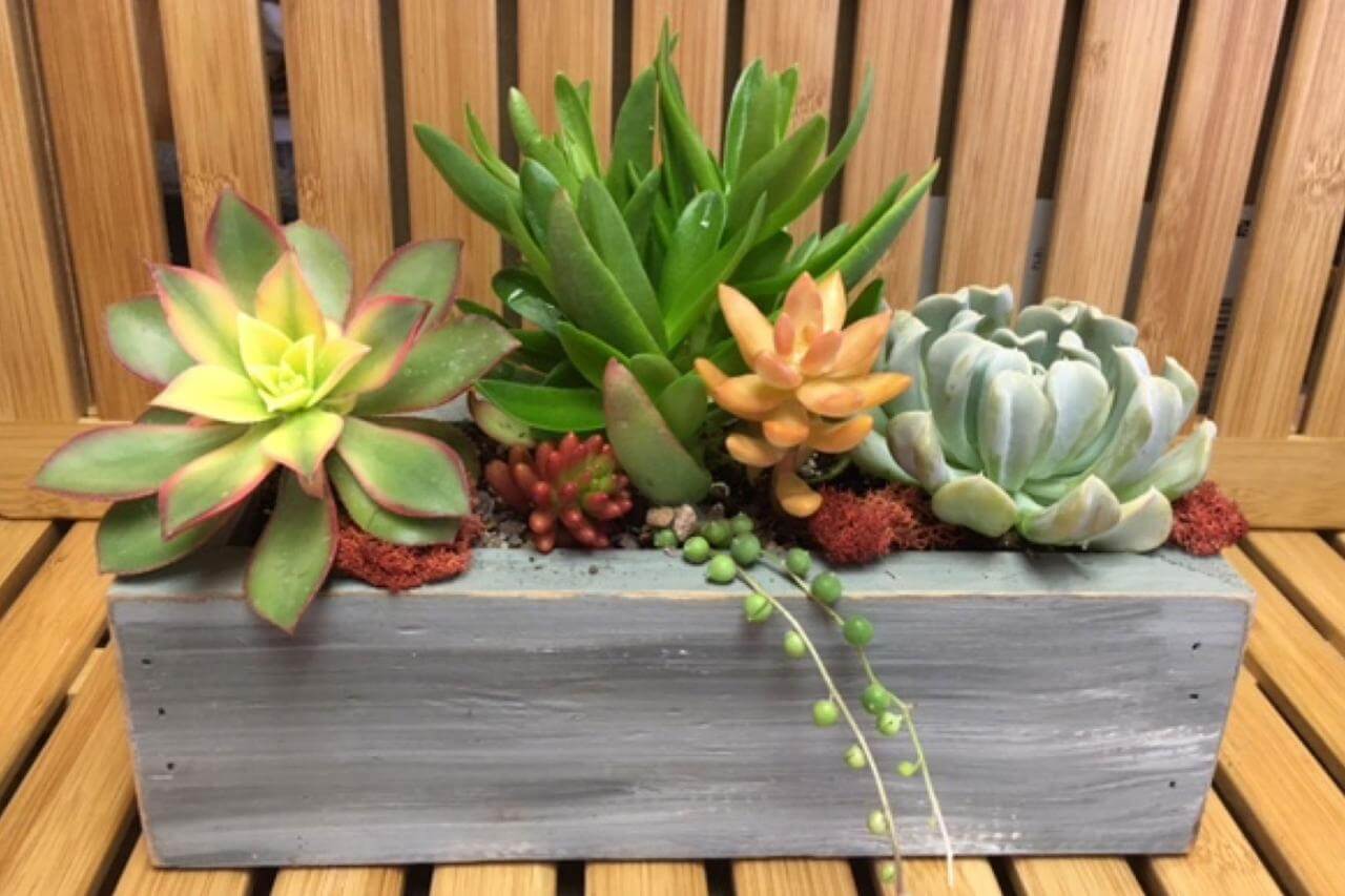 Showy succulent store planters