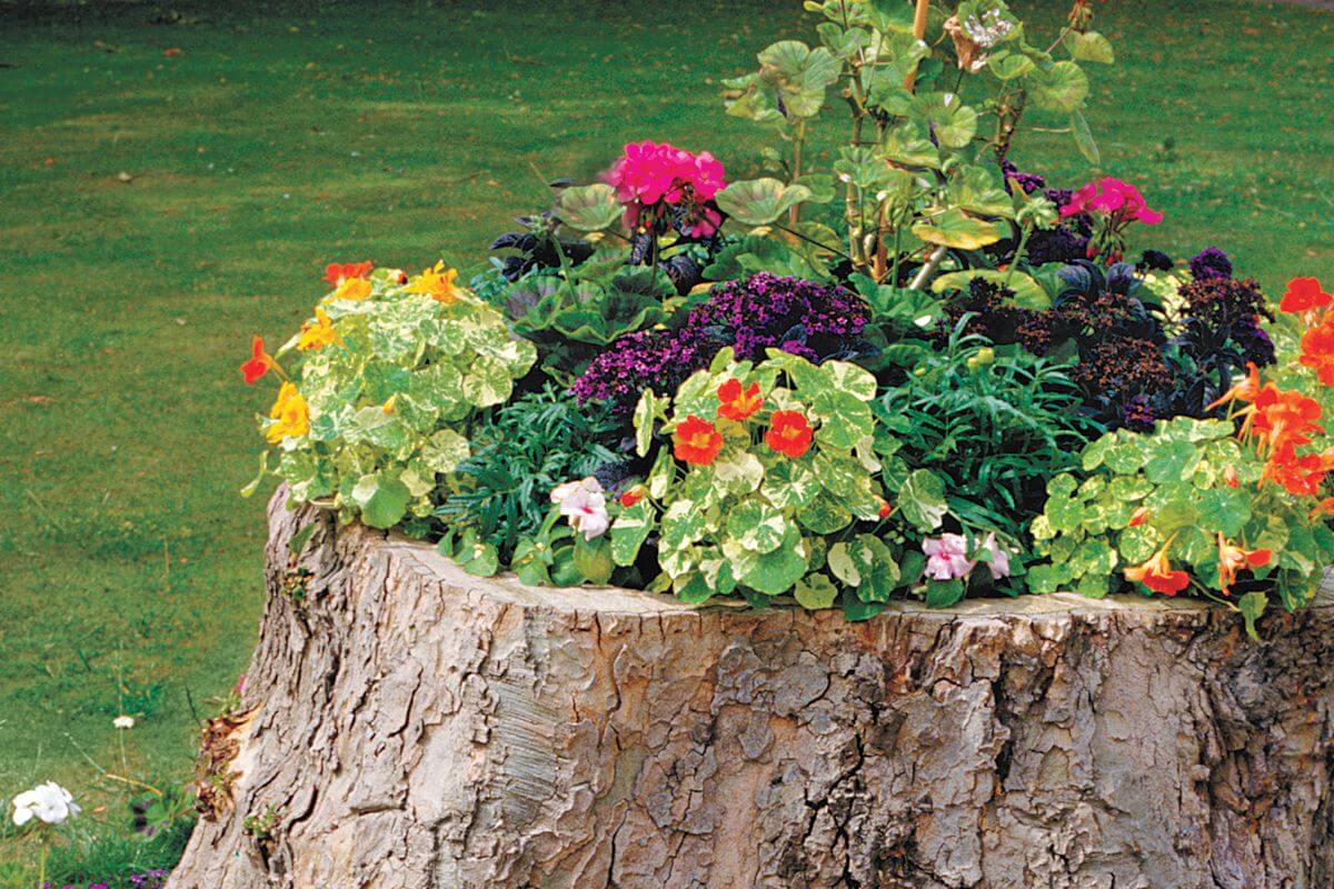 Tree trunk plants