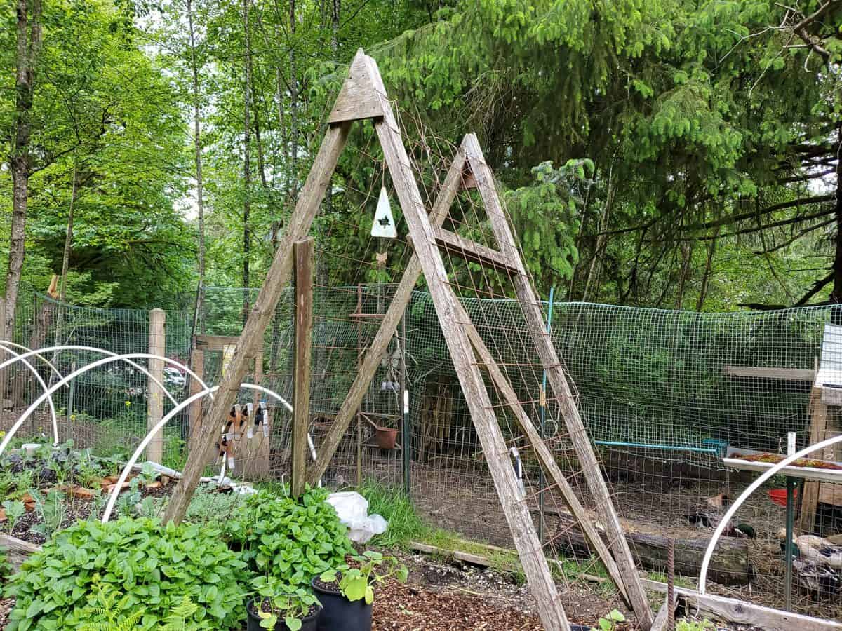 Trellis as a frame