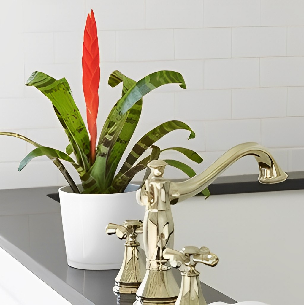 Bromeliads for bathroom