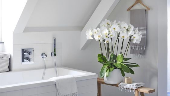 Orchid for bathroom