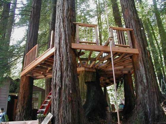 Tree Houses 